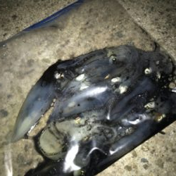 仕事の合間にヒイカ釣りσ(^_^;)