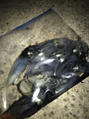 仕事の合間にヒイカ釣りσ(^_^;)