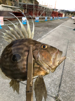 まさかのマトウダイ(笑´∀︎`)