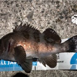 ついに”尺”現る！