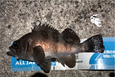 ついに”尺”現る！