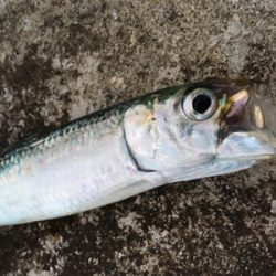 今年あと１匹青物がほしくて