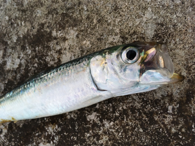 今年あと１匹青物がほしくて