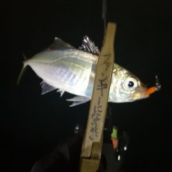 アジング練習 87