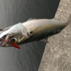 ライトゲームで五目釣り達成