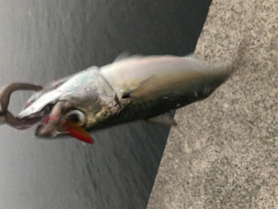 ライトゲームで五目釣り達成