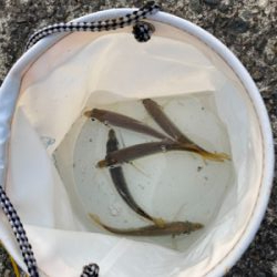 タチウオ不在アジ遊戯