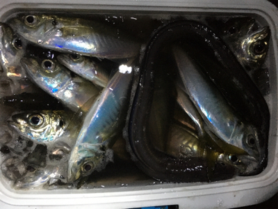 でかアジ入れ食い