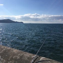 マリーナシティのタチウオ