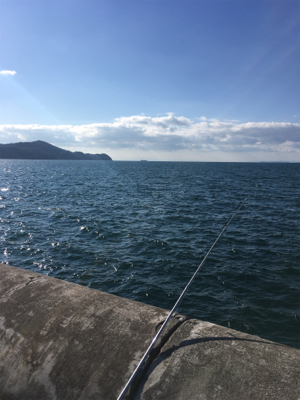 マリーナシティのタチウオ