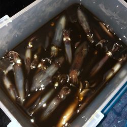 釣り納めはヒイカ釣り☆GUNNING-STYLE