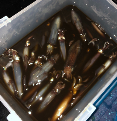 釣り納めはヒイカ釣り☆GUNNING-STYLE