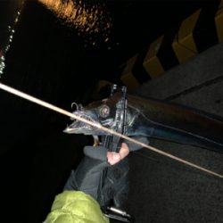 仕事納めタチウオ‼︎