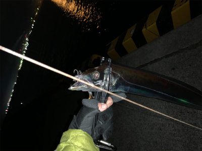 仕事納めタチウオ‼︎