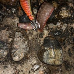 エギングでまさかの…