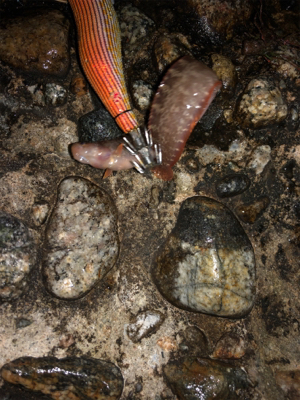 エギングでまさかの…