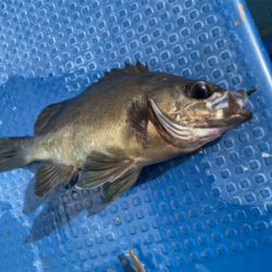 メバル　　純栄丸