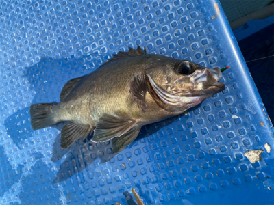 メバル　　純栄丸