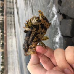 良型タケノコメバル