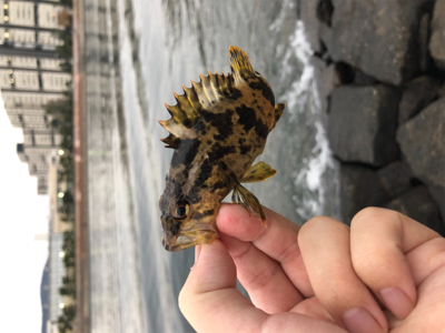 良型タケノコメバル