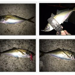 釣り納めばりんぐ！