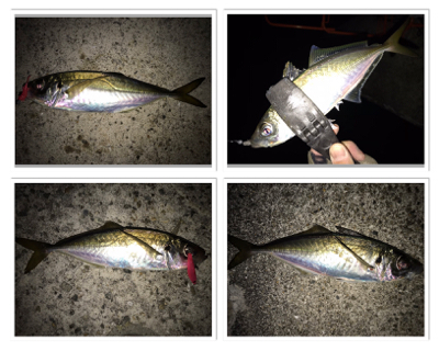 釣り納めばりんぐ！