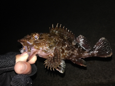 尺タケノコゲット!