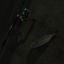 アジング絶好調!