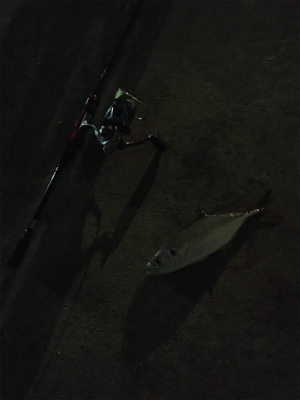 アジング絶好調!