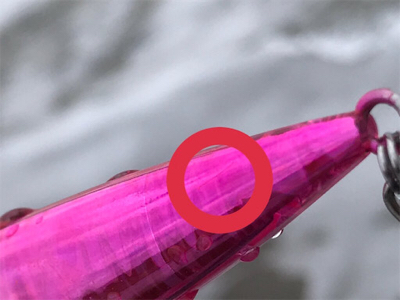 肥えたシーバス