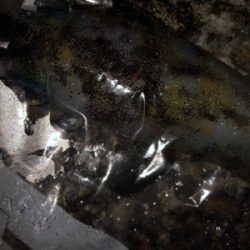 アオリ狙いで釣り納め