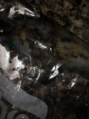 アオリ狙いで釣り納め