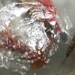 釣り納めでホエールウォッチング！