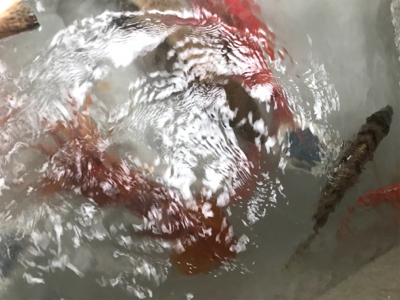 釣り納めでホエールウォッチング！