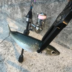 NEWロッドアジング