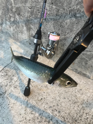 NEWロッドアジング