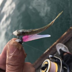 初魚種連チャンw