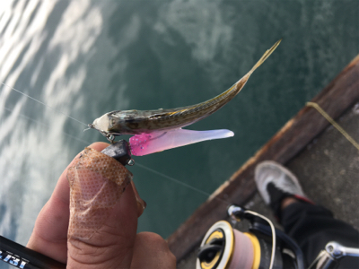 初魚種連チャンw