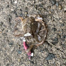 3度目の正直☆釣納めデイ短時間釣行