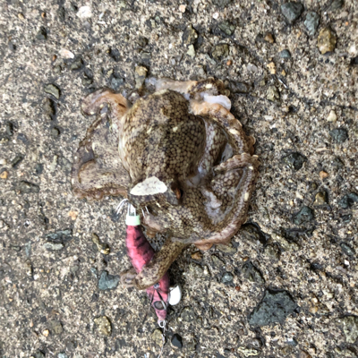 3度目の正直☆釣納めデイ短時間釣行