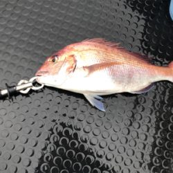 日本海タイラバ