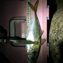 釣り納めだよアジしばき