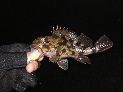 ライトゲーム。