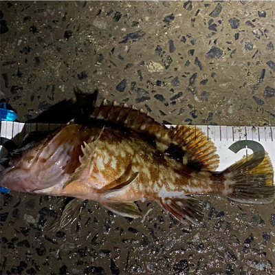 釣納めはガッシー