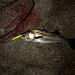 今度こそ釣納め