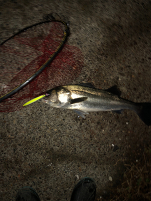 今度こそ釣納め