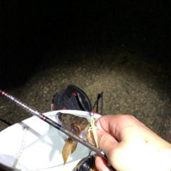 漁港ライトゲーム