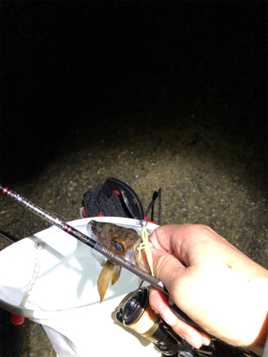 漁港ライトゲーム