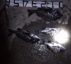 12/7釣果チヌ30枚キスデカアジ