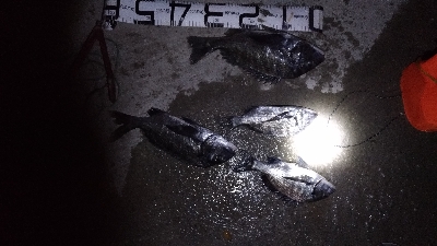 12/7釣果チヌ30枚キスデカアジ